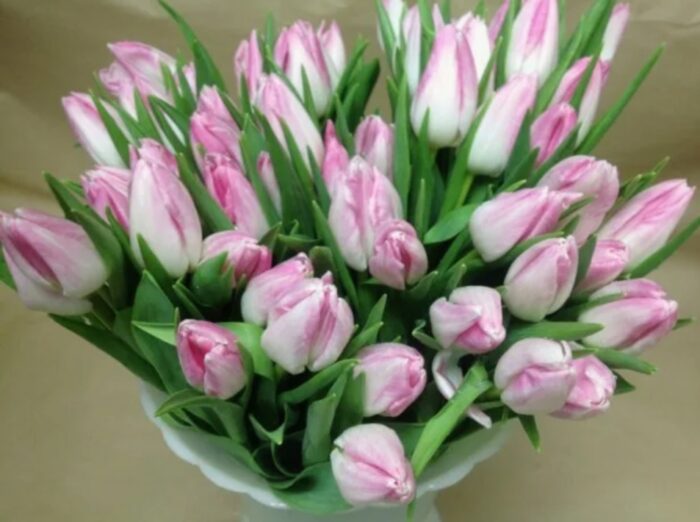 Букет розово белых тюльпанов