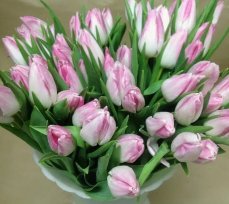 Букет розово белых тюльпанов